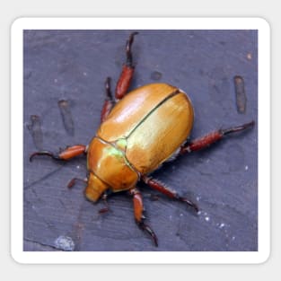 Christmas Beetle  - South Australia Sticker